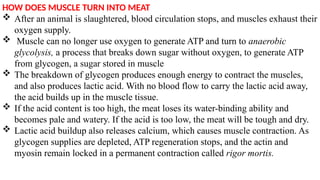 Meat Muscle Moving STRUCTURE AND COMPOSITION OF MEAT for undergraduate studies | PPTX
