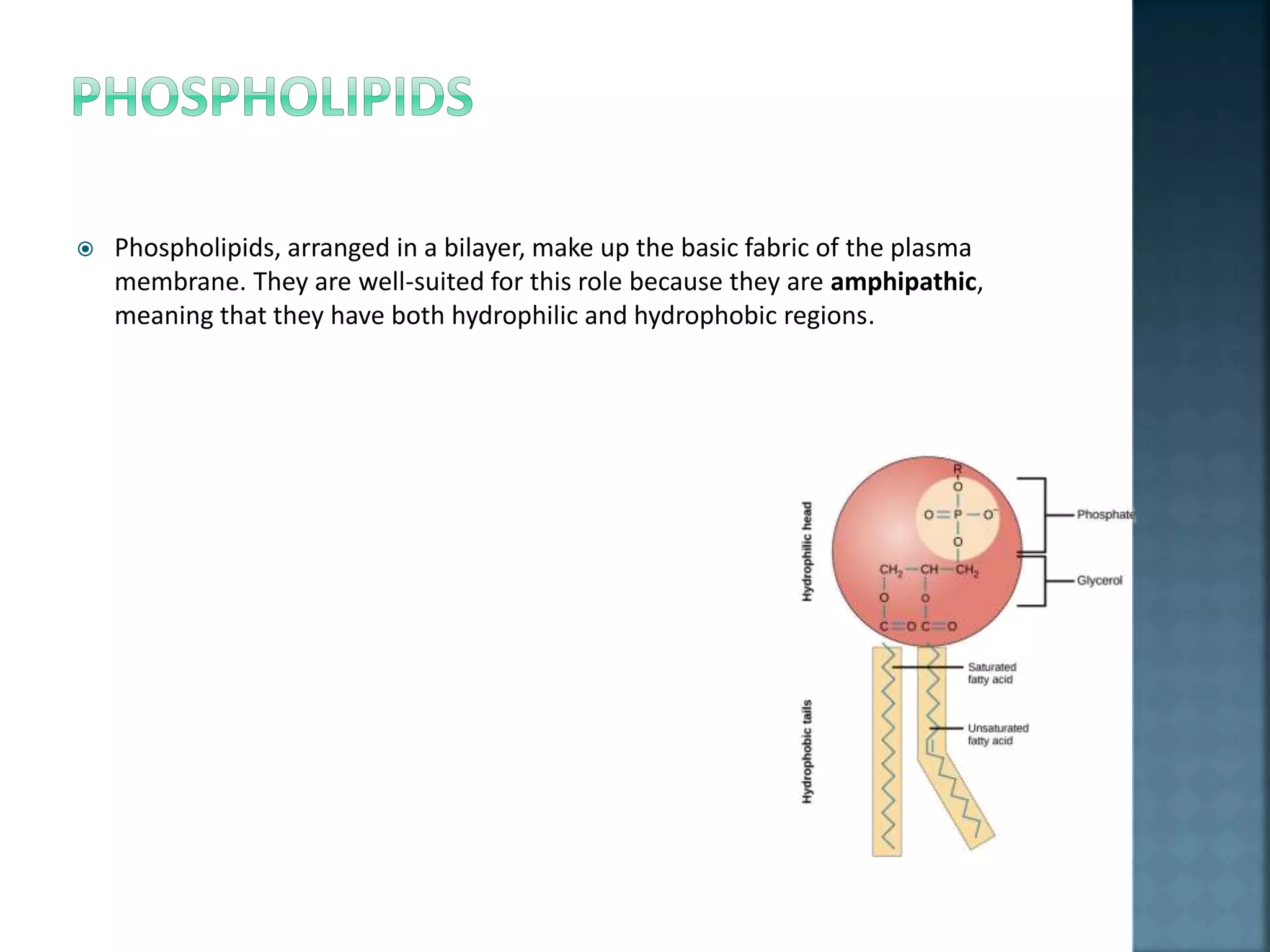  Phospholipids, arranged in a bilayer, make up the basic fabric of the plasma
membrane. They are well-suited for this role because they are amphipathic,
meaning that they have both hydrophilic and hydrophobic regions.
 