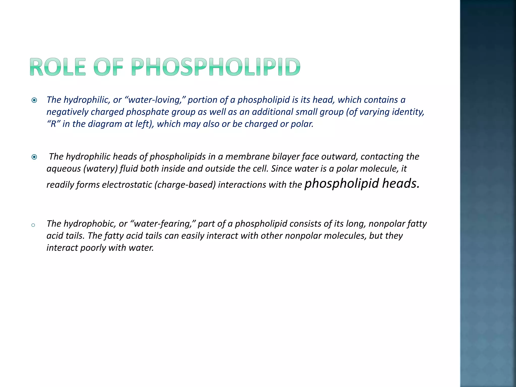  The hydrophilic, or “water-loving,” portion of a phospholipid is its head, which contains a
negatively charged phosphate group as well as an additional small group (of varying identity,
“R” in the diagram at left), which may also or be charged or polar.
 The hydrophilic heads of phospholipids in a membrane bilayer face outward, contacting the
aqueous (watery) fluid both inside and outside the cell. Since water is a polar molecule, it
readily forms electrostatic (charge-based) interactions with the phospholipid heads.
o The hydrophobic, or “water-fearing,” part of a phospholipid consists of its long, nonpolar fatty
acid tails. The fatty acid tails can easily interact with other nonpolar molecules, but they
interact poorly with water.
 