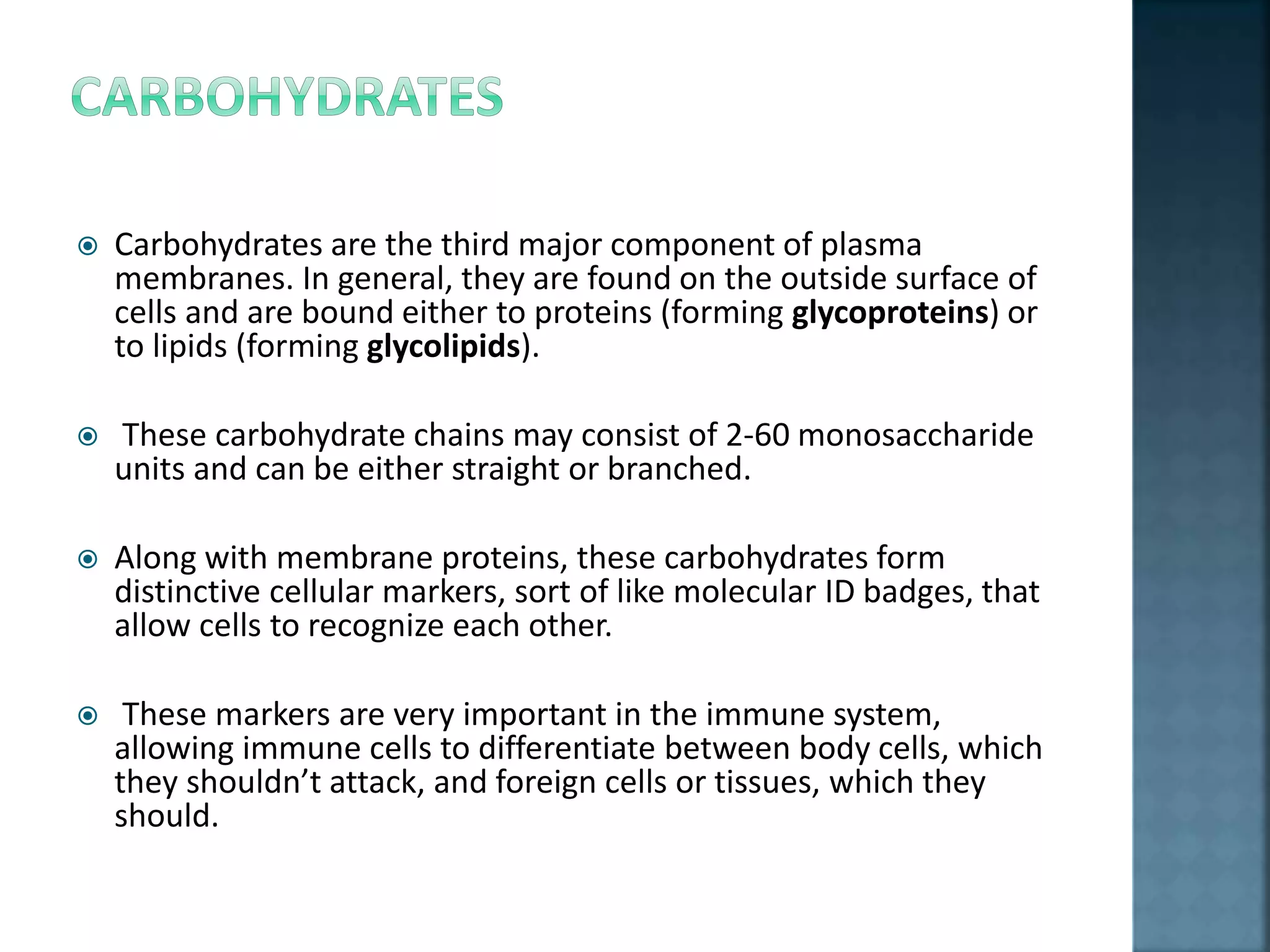  Carbohydrates are the third major component of plasma
membranes. In general, they are found on the outside surface of
cells and are bound either to proteins (forming glycoproteins) or
to lipids (forming glycolipids).
 These carbohydrate chains may consist of 2-60 monosaccharide
units and can be either straight or branched.
 Along with membrane proteins, these carbohydrates form
distinctive cellular markers, sort of like molecular ID badges, that
allow cells to recognize each other.
 These markers are very important in the immune system,
allowing immune cells to differentiate between body cells, which
they shouldn’t attack, and foreign cells or tissues, which they
should.
 