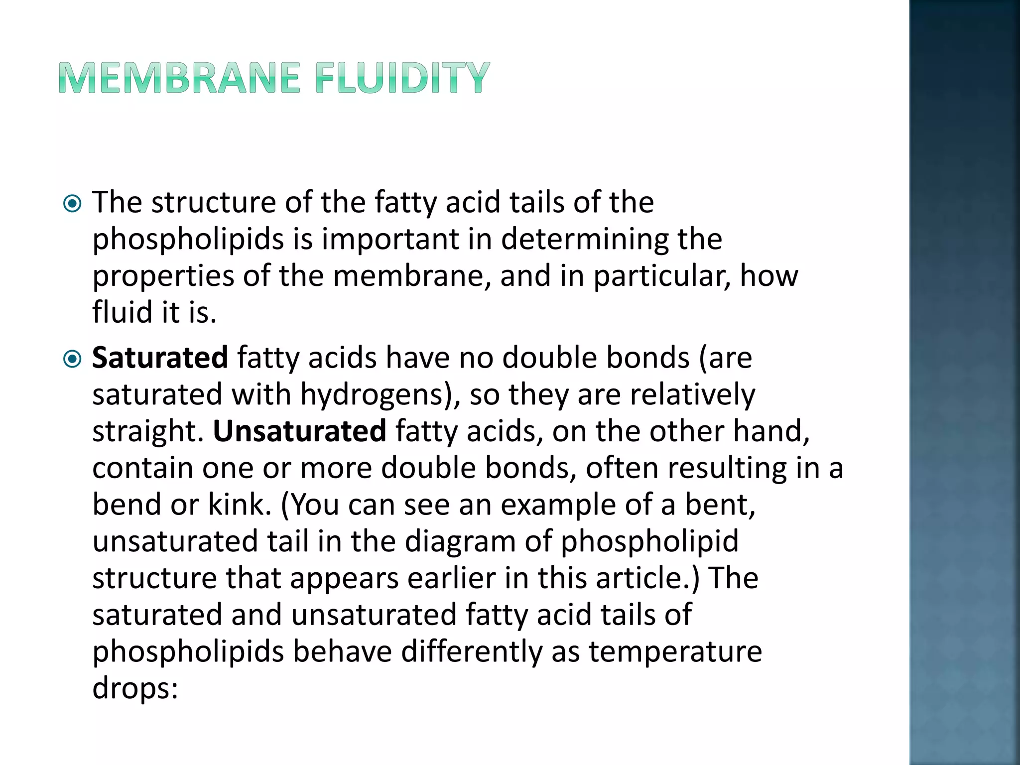  The structure of the fatty acid tails of the
phospholipids is important in determining the
properties of the membrane, and in particular, how
fluid it is.
 Saturated fatty acids have no double bonds (are
saturated with hydrogens), so they are relatively
straight. Unsaturated fatty acids, on the other hand,
contain one or more double bonds, often resulting in a
bend or kink. (You can see an example of a bent,
unsaturated tail in the diagram of phospholipid
structure that appears earlier in this article.) The
saturated and unsaturated fatty acid tails of
phospholipids behave differently as temperature
drops:
 