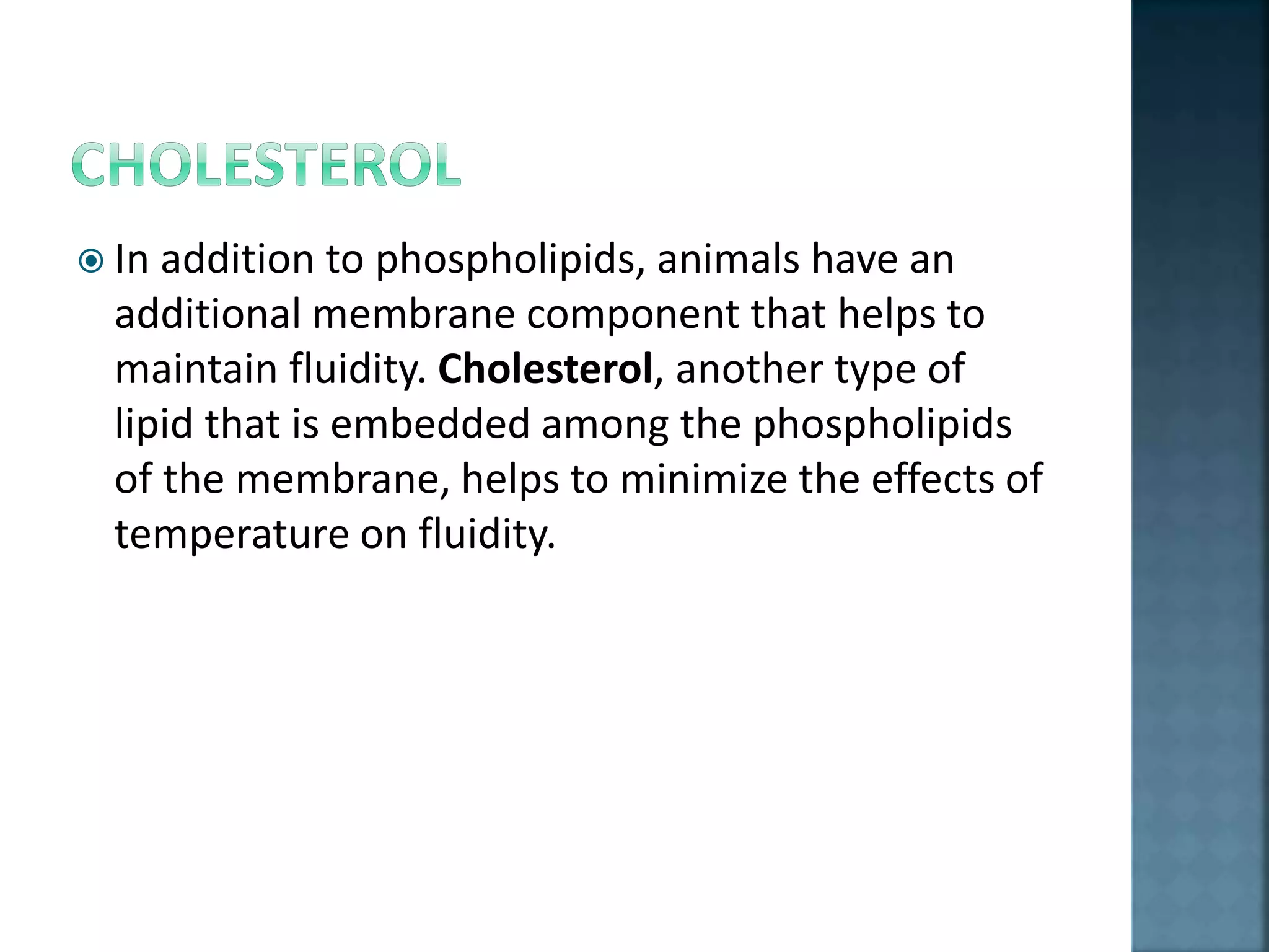  In addition to phospholipids, animals have an
additional membrane component that helps to
maintain fluidity. Cholesterol, another type of
lipid that is embedded among the phospholipids
of the membrane, helps to minimize the effects of
temperature on fluidity.
 