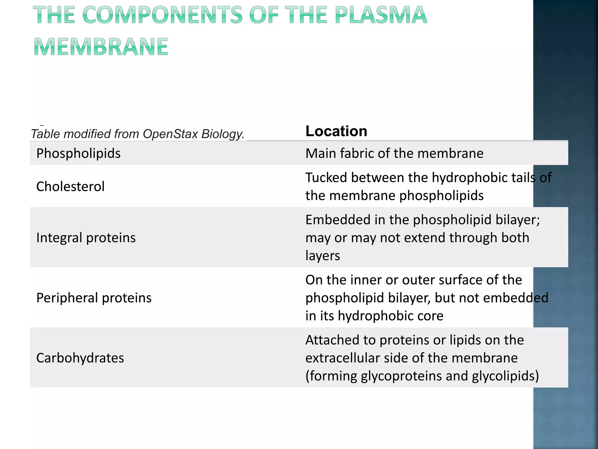 Component Location
Phospholipids Main fabric of the membrane
Cholesterol
Tucked between the hydrophobic tails of
the membrane phospholipids
Integral proteins
Embedded in the phospholipid bilayer;
may or may not extend through both
layers
Peripheral proteins
On the inner or outer surface of the
phospholipid bilayer, but not embedded
in its hydrophobic core
Carbohydrates
Attached to proteins or lipids on the
extracellular side of the membrane
(forming glycoproteins and glycolipids)
Table modified from OpenStax Biology.Component Location
Phospholipids Main fabric of the membrane
Cholesterol
Tucked between the hydrophobic tails of
the membrane phospholipids
Integral proteins
Embedded in the phospholipid bilayer;
may or may not extend through both
layers
Peripheral proteins
On the inner or outer surface of the
phospholipid bilayer, but not embedded
in its hydrophobic core
Carbohydrates
Attached to proteins or lipids on the
extracellular side of the membrane
(forming glycoproteins and glycolipids)
Table modified from OpenStax Biology.
 