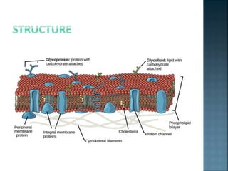 Structure, composition of plasma membrane by muhammad akmal bhikh | PPTX