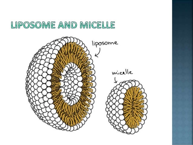 Structure, composition of plasma membrane by muhammad akmal bhikh