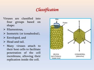 Classification
Viruses are classified into
four groups based on
shape:
 Filamentous,
 Isometric (or icosahedral),
 Enveloped, and
 Head and tail.
• Many viruses attach to
their host cells to facilitate
penetration of the cell
membrane, allowing their
replication inside the cell.
 