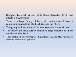 • Complex Bacterial Viruses With Double-Stranded DNA that
infects B. megaterium.
• There is a large family of bacterial viruses that all have a
complex form made up of a head, tail, and tail fibers.
• This group includes some of the most complex known viruses.
• The head of the virus particle contains a large molecule of linear
double-stranded DNA.
• They include bacteriophages T4, Lambda, P1, and Mu, which are
all used in bacterial genetics.
 