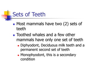 Sets of Teeth
 Most mammals have two (2) sets of
teeth
 Toothed whales and a few other
mammals have only one set of teeth
 Diphyodont, Deciduous milk teeth and a
permanent second set of teeth
 Monophyodont, this is a secondary
condition
 