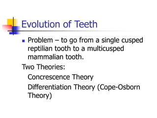 Evolution of Teeth
 Problem – to go from a single cusped
reptilian tooth to a multicusped
mammalian tooth.
Two Theories:
Concrescence Theory
Differentiation Theory (Cope-Osborn
Theory)
 