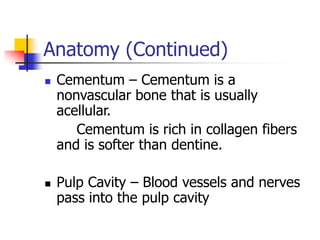 Anatomy (Continued)
 Cementum – Cementum is a
nonvascular bone that is usually
acellular.
Cementum is rich in collagen fibers
and is softer than dentine.
 Pulp Cavity – Blood vessels and nerves
pass into the pulp cavity
 
