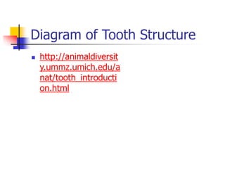 Diagram of Tooth Structure
 http://animaldiversit
y.ummz.umich.edu/a
nat/tooth_introducti
on.html
 