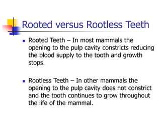 Rooted versus Rootless Teeth
 Rooted Teeth – In most mammals the
opening to the pulp cavity constricts reducing
the blood supply to the tooth and growth
stops.
 Rootless Teeth – In other mammals the
opening to the pulp cavity does not constrict
and the tooth continues to grow throughout
the life of the mammal.
 