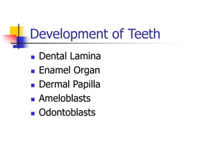 Development of Teeth
 Dental Lamina
 Enamel Organ
 Dermal Papilla
 Ameloblasts
 Odontoblasts
 