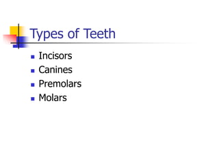 Types of Teeth
 Incisors
 Canines
 Premolars
 Molars
 