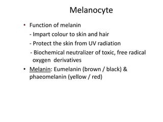 Structure and function of Skin (Integumentary system) - mypharmaguide | PPT