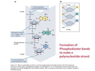 Formation of
Phosphodiester bonds
to make a
polynucleotide strand
 