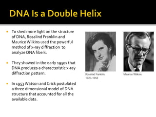    To shed more light on the structure
    of DNA, Rosalind Franklin and
    Maurice Wilkins used the powerful
    method of x-ray diffraction to
    analyze DNA fibers.

   They showed in the early 1950s that
    DNA produces a characteristic x-ray
    diffraction pattern.

   In 1953 Watson and Crick postulated
    a three dimensional model of DNA
    structure that accounted for all the
    available data.
 