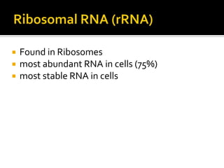    Found in Ribosomes
   most abundant RNA in cells (75%)
   most stable RNA in cells
 