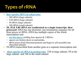    four species rRNA in eukaryotes
       28S rRNA (large subunit)
       5.8S rRNA (large subunit)
       5S rRNA (large subunit)
       18S rRNA (small subunit)
   28, 18 & 5.8S rRNA are synthesized as a single transcript, then
    processed -DNA has one promoter, one termination sequence for all
    three pieces of rRNA -DNA has multiple copies of the whole
    transcription unit.
     cut into pieces yielding four spacers & 3 rRNAs.
     spacers are broken down to nucleotides.
     rRNA pieces bind ribosomal proteins and begin to self assemble into
        ribosomal subunits
   5S rRNA transcribed from another gene as a separate transcription unit
    three species of rRNA in prokaryotes 23S in large subunit, 5S in the
    large subunit and 16S in the small subunit
 