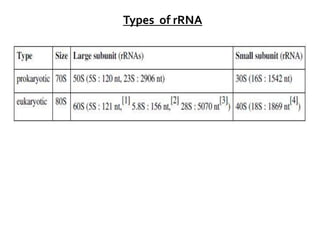 Types of rRNA
 