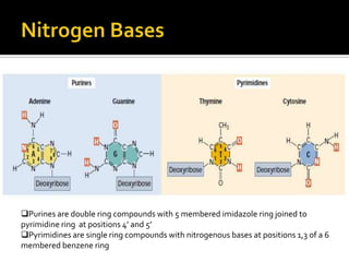 Purines are double ring compounds with 5 membered imidazole ring joined to
pyrimidine ring at positions 4’ and 5’
Pyrimidines are single ring compounds with nitrogenous bases at positions 1,3 of a 6
membered benzene ring
 