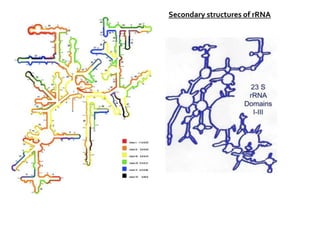 Secondary structures of rRNA
 