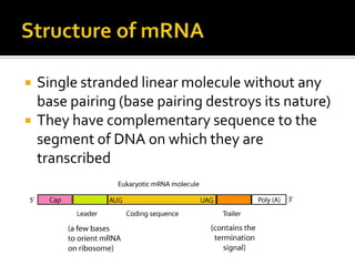    Single stranded linear molecule without any
    base pairing (base pairing destroys its nature)
   They have complementary sequence to the
    segment of DNA on which they are
    transcribed
 
