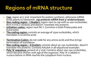  Cap: region at 5’ end. Important for protein synthesis, otherwise mRNA
  binds poorly to ribosomes. cap protects mRNA from 5'-endonucleases
 Non coding region - I (leader): region next to cap with 10-100 nucleotides.
  Rich in A & U residues and doesn't translate into proteins
 Initiation codon: region next NC-I. Common in both Prokaryotes and
  Eukaryotes
 The coding region: consists an average of 1500 nucleotides, which
  translates in to amino acids
 Termination Codon: do not code for any amino acids and thus brings
  termination of translation
 Non coding region – II (trailer): consists about 50-150 nucleotides. doesn't
  translate into proteins. Contains AAUAA in all sequenced examples
 Poly ‘A’ sequence: present at 3’ end. Contains about 200-250 nucleotides,
  which become shorter with age of the organism. Poly ‘A’ is added in
  nucleus before m-RNA reaches the cytoplasm from nucleus.
 