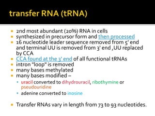    2nd most abundant (20%) RNA in cells
   synthesized in precursor form and then processed
   16 nucleotide leader sequence removed from 5' end
    and terminal UU is removed from 3' end ,UU replaced
    by CCA
   CCA found at the 3' end of all functional tRNAs
   intron "loop" is removed
   many bases methylated
   many bases modified –
     uracil converted to dihydrouracil, ribothymine or
      pseudouridine
     adenine converted to inosine

   Transfer RNAs vary in length from 73 to 93 nucleotides.
 