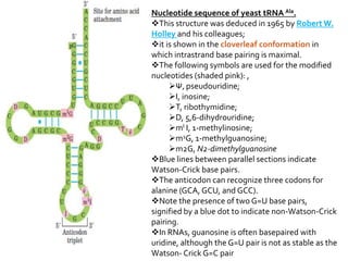 Nucleotide sequence of yeast tRNA Ala.
This structure was deduced in 1965 by Robert W.
Holley and his colleagues;
it is shown in the cloverleaf conformation in
which intrastrand base pairing is maximal.
The following symbols are used for the modified
nucleotides (shaded pink): ,
     Ψ, pseudouridine;
     I, inosine;
     T, ribothymidine;
     D, 5,6-dihydrouridine;
     mI I, 1-methylinosine;
     m1G, 1-methylguanosine;
     m2G, N2-dimethylguanosine
Blue lines between parallel sections indicate
Watson-Crick base pairs.
The anticodon can recognize three codons for
alanine (GCA, GCU, and GCC).
Note the presence of two G=U base pairs,
signified by a blue dot to indicate non-Watson-Crick
pairing.
In RNAs, guanosine is often basepaired with
uridine, although the G=U pair is not as stable as the
Watson- Crick G=C pair
 