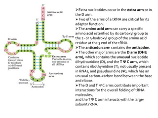 Extra nucleotides occur in the extra arm or in
the D arm.
Two of the arms of a tRNA are critical for its
adaptor function.
The amino acid arm can carry a specific
amino acid esterified by its carboxyl group to
the 2- or 3-hydroxyl group of the amino acid
residue at the 3 end of the tRNA.
The anticodon arm contains the anticodon.
The other major arms are the D arm (DHU
arm), which contains the unusual nucleotide
dihydrouridine (D), and the T Ψ C arm, which
contains ribothymidine (T), not usually present
in RNAs, and pseudouridine (Ψ), which has an
unusual carbon–carbon bond between the base
and ribose.
The D and T Ψ C arms contribute important
interactions for the overall folding of tRNA
molecules,
and the T Ψ C arm interacts with the large-
subunit rRNA.
 