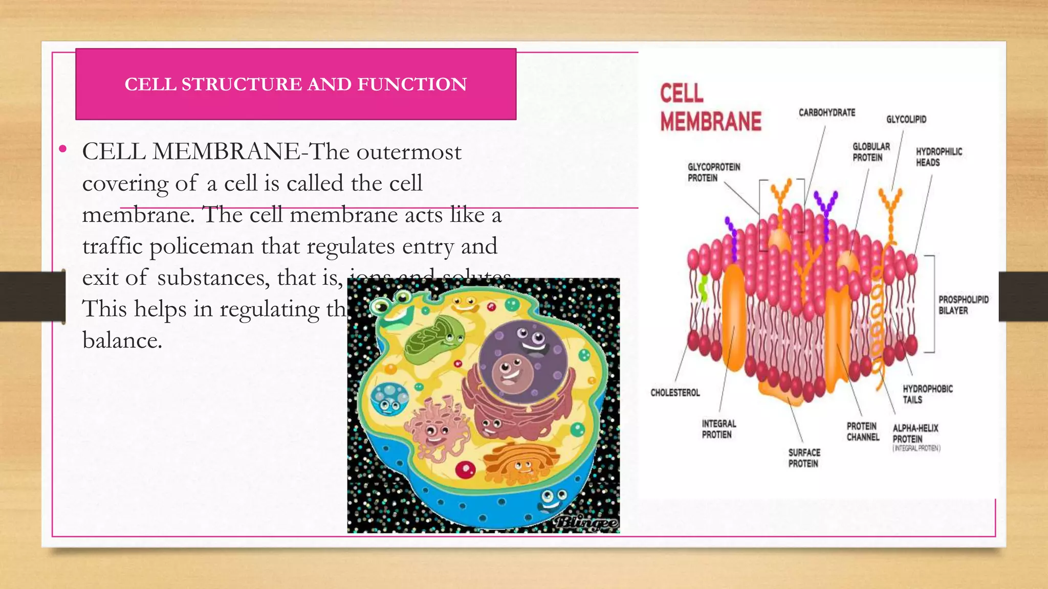 • CELL MEMBRANE-The outermost
covering of a cell is called the cell
membrane. The cell membrane acts like a
traffic policeman that regulates entry and
exit of substances, that is, ions and solutes.
This helps in regulating the internal cell
balance.
CELL STRUCTURE AND FUNCTION
 