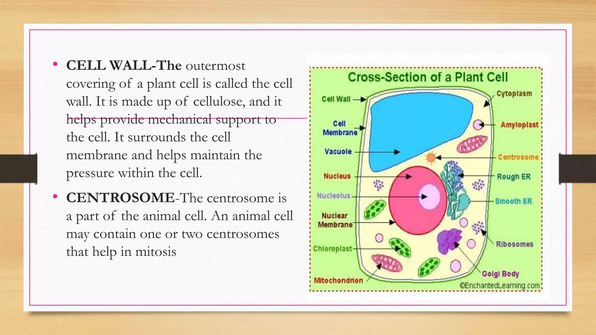 • CELL WALL-The outermost
covering of a plant cell is called the cell
wall. It is made up of cellulose, and it
helps provide mechanical support to
the cell. It surrounds the cell
membrane and helps maintain the
pressure within the cell.
• CENTROSOME-The centrosome is
a part of the animal cell. An animal cell
may contain one or two centrosomes
that help in mitosis
 