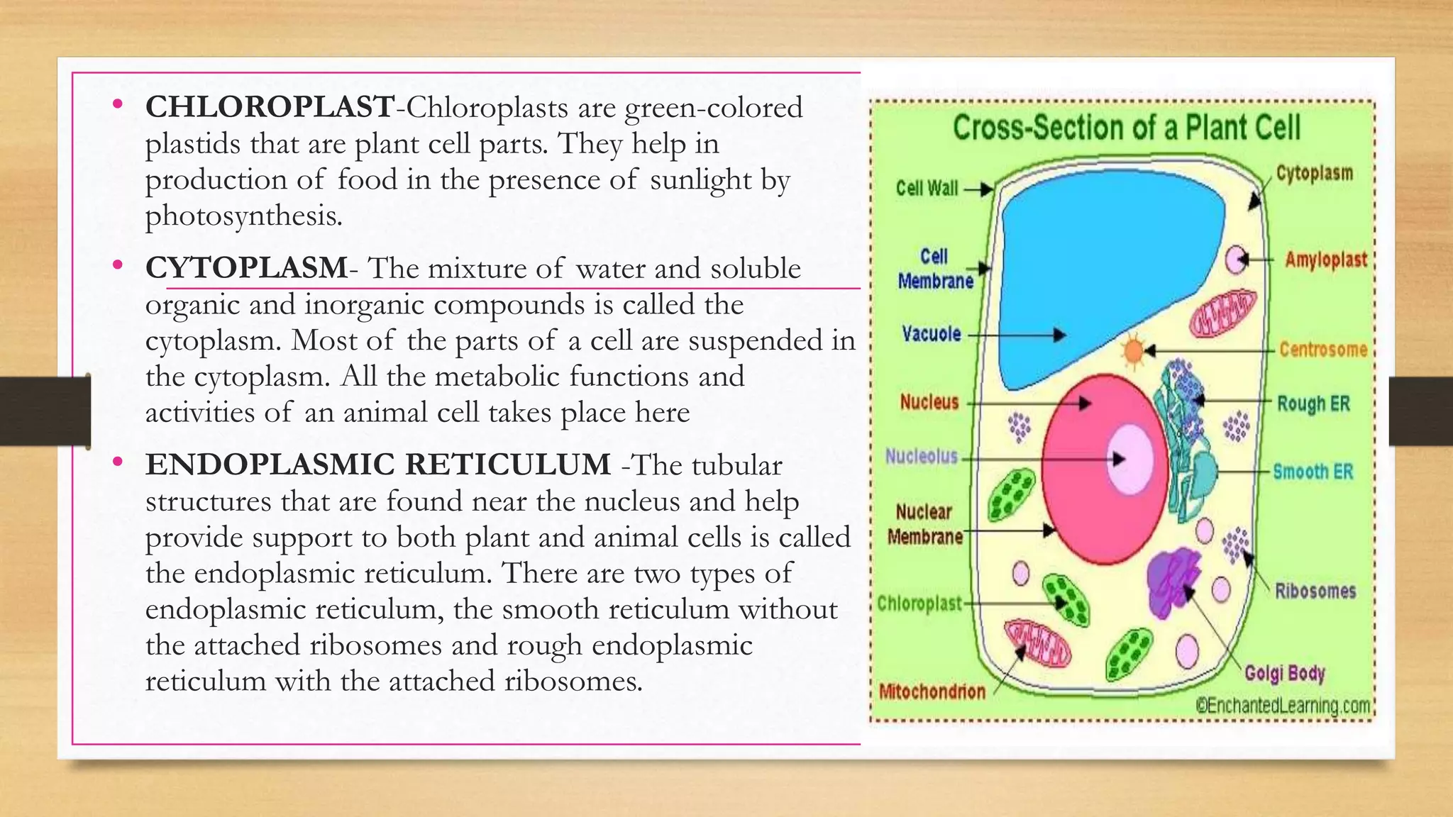 • CHLOROPLAST-Chloroplasts are green-colored
plastids that are plant cell parts. They help in
production of food in the presence of sunlight by
photosynthesis.
• CYTOPLASM- The mixture of water and soluble
organic and inorganic compounds is called the
cytoplasm. Most of the parts of a cell are suspended in
the cytoplasm. All the metabolic functions and
activities of an animal cell takes place here
• ENDOPLASMIC RETICULUM -The tubular
structures that are found near the nucleus and help
provide support to both plant and animal cells is called
the endoplasmic reticulum. There are two types of
endoplasmic reticulum, the smooth reticulum without
the attached ribosomes and rough endoplasmic
reticulum with the attached ribosomes.
 