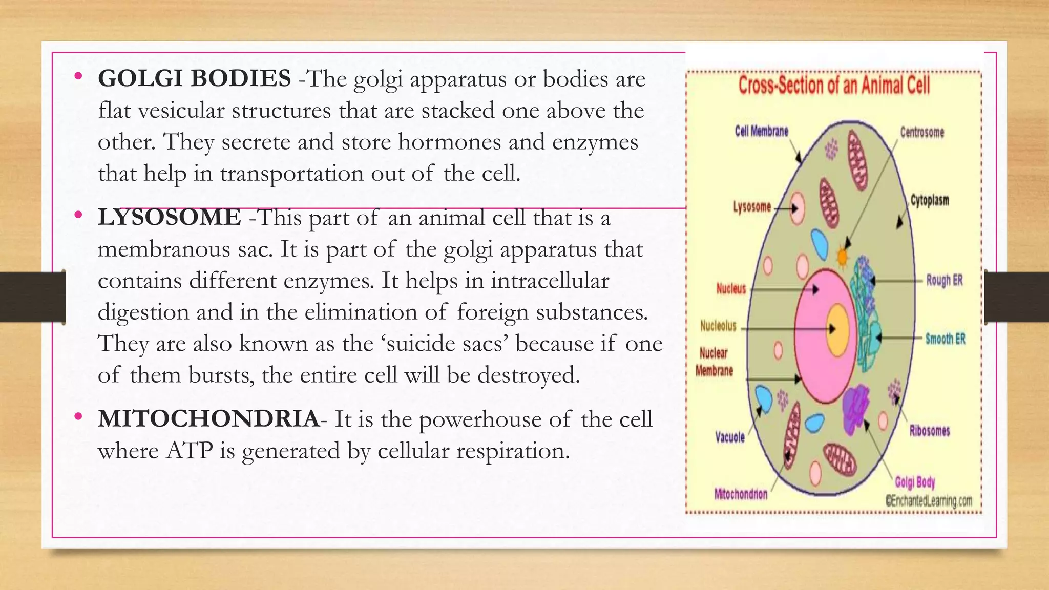 • GOLGI BODIES -The golgi apparatus or bodies are
flat vesicular structures that are stacked one above the
other. They secrete and store hormones and enzymes
that help in transportation out of the cell.
• LYSOSOME -This part of an animal cell that is a
membranous sac. It is part of the golgi apparatus that
contains different enzymes. It helps in intracellular
digestion and in the elimination of foreign substances.
They are also known as the ‘suicide sacs’ because if one
of them bursts, the entire cell will be destroyed.
• MITOCHONDRIA- It is the powerhouse of the cell
where ATP is generated by cellular respiration.
 
