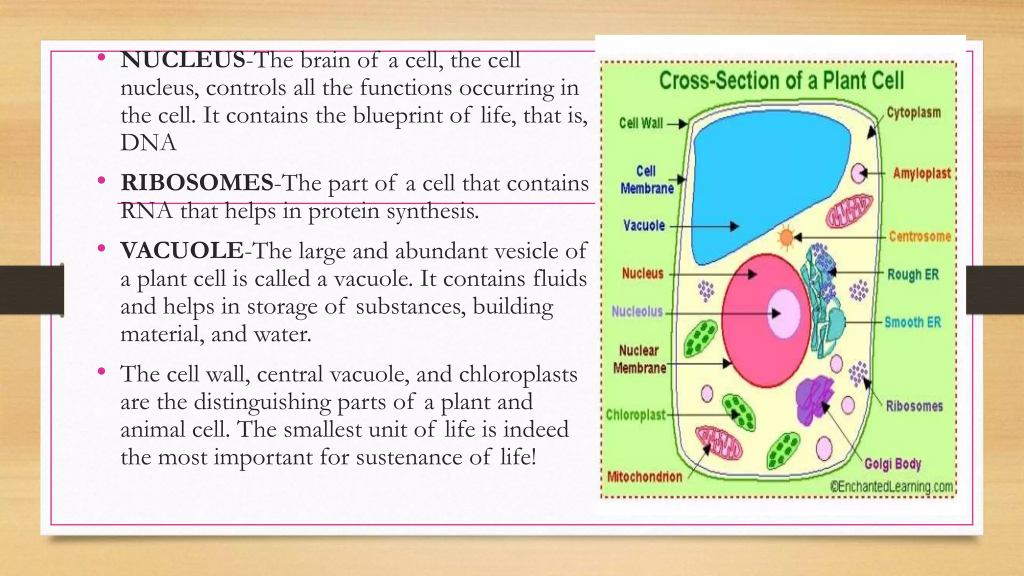 • NUCLEUS-The brain of a cell, the cell
nucleus, controls all the functions occurring in
the cell. It contains the blueprint of life, that is,
DNA
• RIBOSOMES-The part of a cell that contains
RNA that helps in protein synthesis.
• VACUOLE-The large and abundant vesicle of
a plant cell is called a vacuole. It contains fluids
and helps in storage of substances, building
material, and water.
• The cell wall, central vacuole, and chloroplasts
are the distinguishing parts of a plant and
animal cell. The smallest unit of life is indeed
the most important for sustenance of life!
 