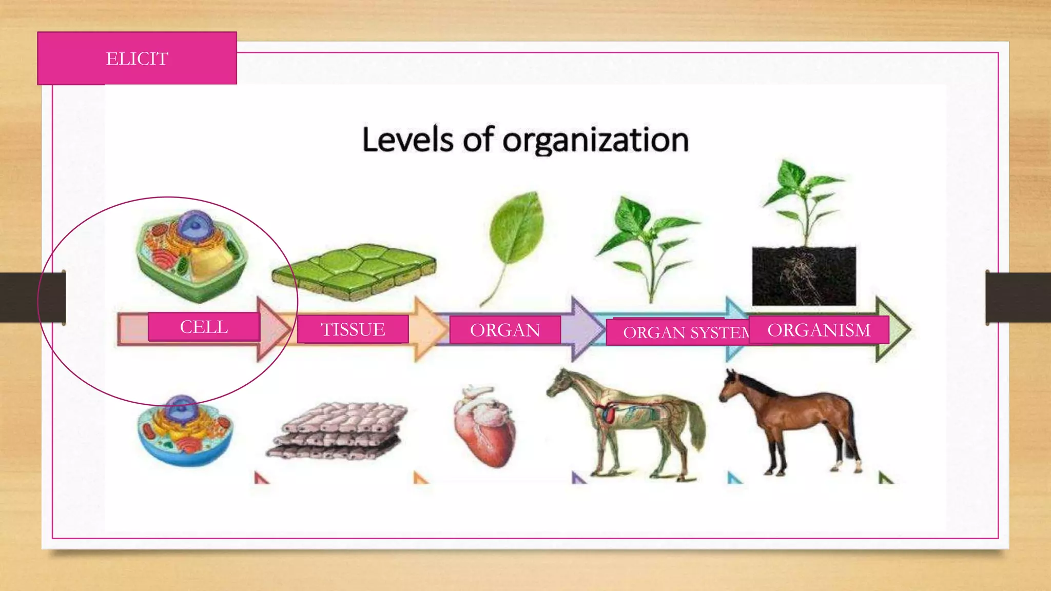 ELICIT
CELL TISSUE ORGAN ORGAN SYSTEM ORGANISM
 