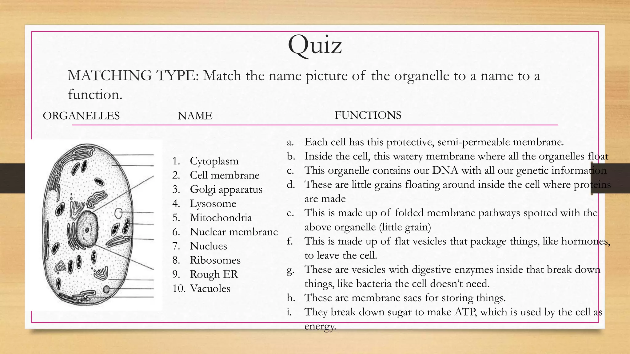 Quiz
MATCHING TYPE: Match the name picture of the organelle to a name to a
function.
1. Cytoplasm
2. Cell membrane
3. Golgi apparatus
4. Lysosome
5. Mitochondria
6. Nuclear membrane
7. Nuclues
8. Ribosomes
9. Rough ER
10. Vacuoles
a. Each cell has this protective, semi-permeable membrane.
b. Inside the cell, this watery membrane where all the organelles float
c. This organelle contains our DNA with all our genetic information
d. These are little grains floating around inside the cell where proteins
are made
e. This is made up of folded membrane pathways spotted with the
above organelle (little grain)
f. This is made up of flat vesicles that package things, like hormones,
to leave the cell.
g. These are vesicles with digestive enzymes inside that break down
things, like bacteria the cell doesn’t need.
h. These are membrane sacs for storing things.
i. They break down sugar to make ATP, which is used by the cell as
energy.
ORGANELLES NAME FUNCTIONS
 