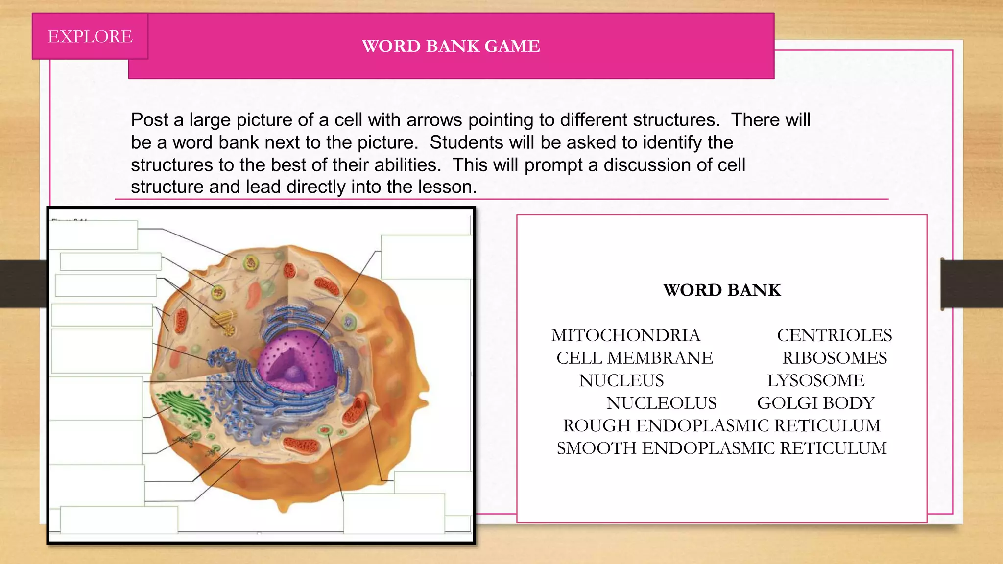 Post a large picture of a cell with arrows pointing to different structures. There will
be a word bank next to the picture. Students will be asked to identify the
structures to the best of their abilities. This will prompt a discussion of cell
structure and lead directly into the lesson.
WORD BANK GAME
WORD BANK
MITOCHONDRIA CENTRIOLES
CELL MEMBRANE RIBOSOMES
NUCLEUS LYSOSOME
NUCLEOLUS GOLGI BODY
ROUGH ENDOPLASMIC RETICULUM
SMOOTH ENDOPLASMIC RETICULUM
EXPLORE
 