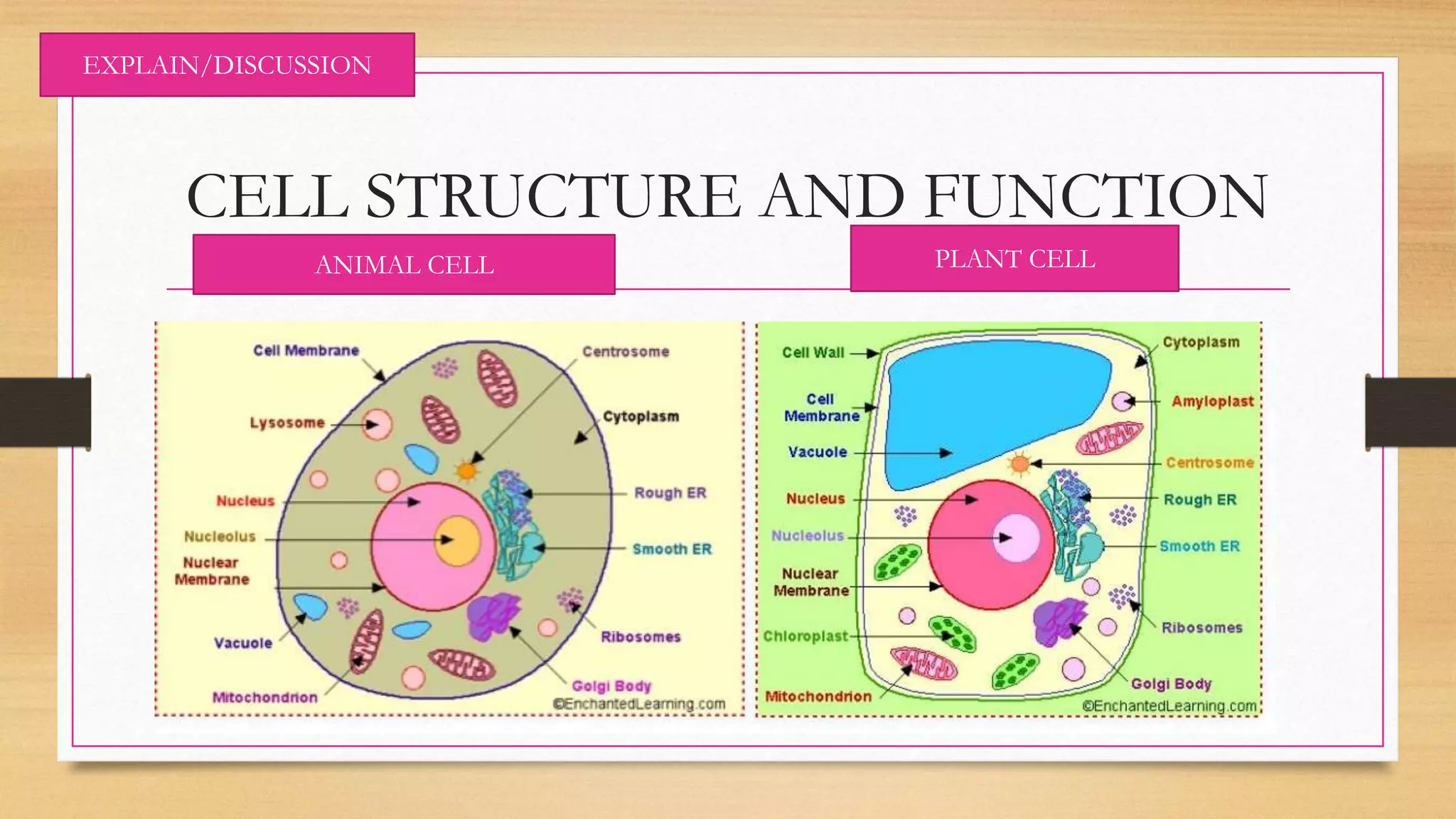 CELL STRUCTURE AND FUNCTION
EXPLAIN/DISCUSSION
ANIMAL CELL PLANT CELL
 