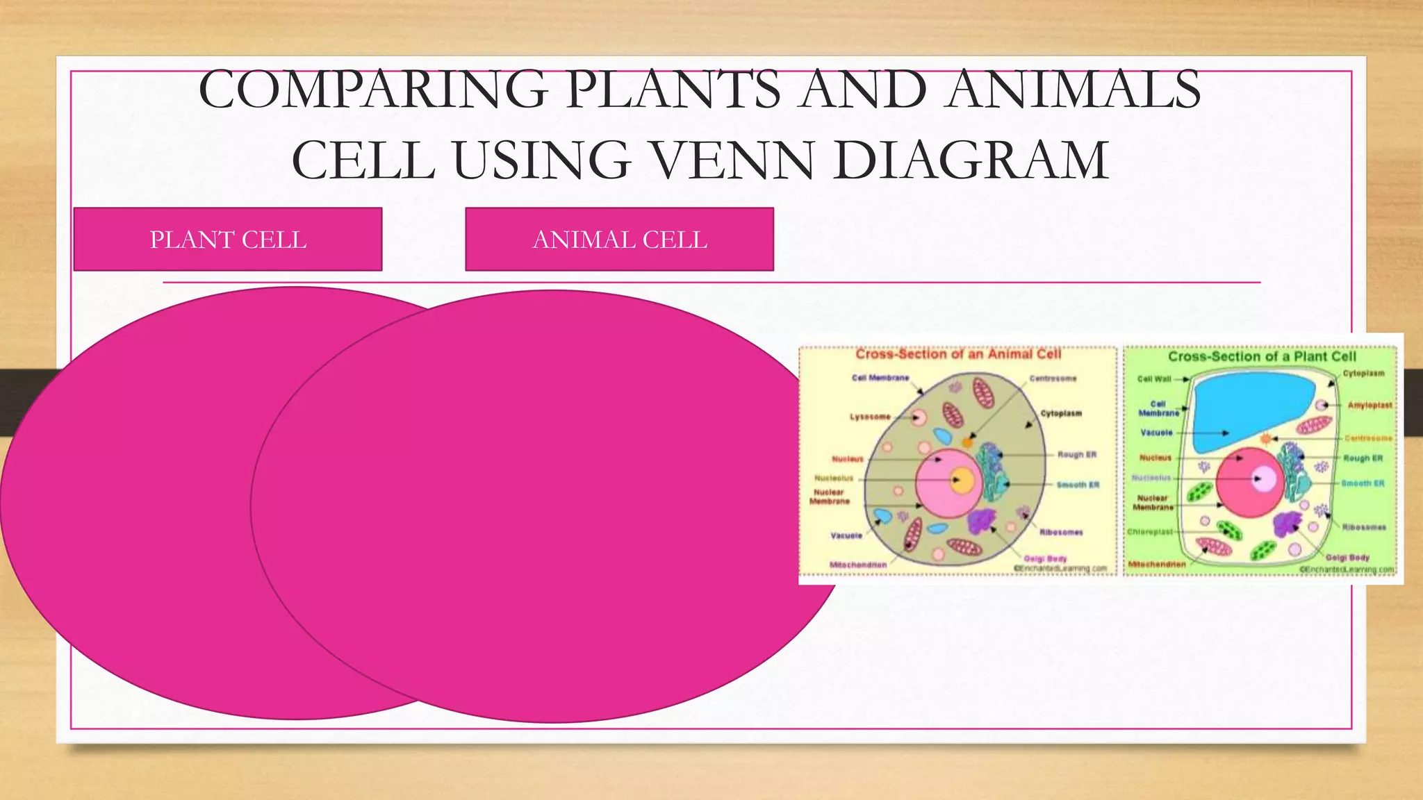COMPARING PLANTS AND ANIMALS
CELL USING VENN DIAGRAM
PLANT CELL ANIMAL CELL
 