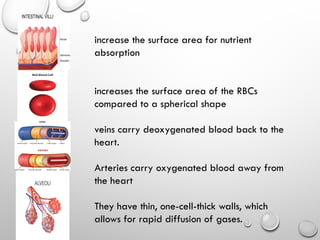 increase the surface area for nutrient
absorption
increases the surface area of the RBCs
compared to a spherical shape
veins carry deoxygenated blood back to the
heart.
Arteries carry oxygenated blood away from
the heart
They have thin, one-cell-thick walls, which
allows for rapid diffusion of gases.
 