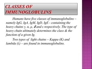 Humans have five classes of immunoglobulins –
namely IgG, IgA, IgM, IgD, IgE - containing the
heavy chains γ, α, μ, 𝛿 and ε respectively. The type of
heavy chain ultimately determines the class & the
function of a given Ig.
Two types of light chains – Kappa (K) and
lambda (λ) – are found in immunoglobulins.
 
