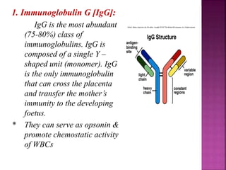 1. Immunoglobulin G [IgG]:
IgG is the most abundant
(75-80%) class of
immunoglobulins. IgG is
composed of a single Y –
shaped unit (monomer). IgG
is the only immunoglobulin
that can cross the placenta
and transfer the mother’s
immunity to the developing
foetus.
* They can serve as opsonin &
promote chemostatic activity
of WBCs
 