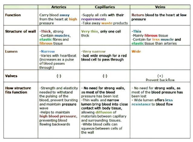 Structure and function of arteries and veins. | PDF