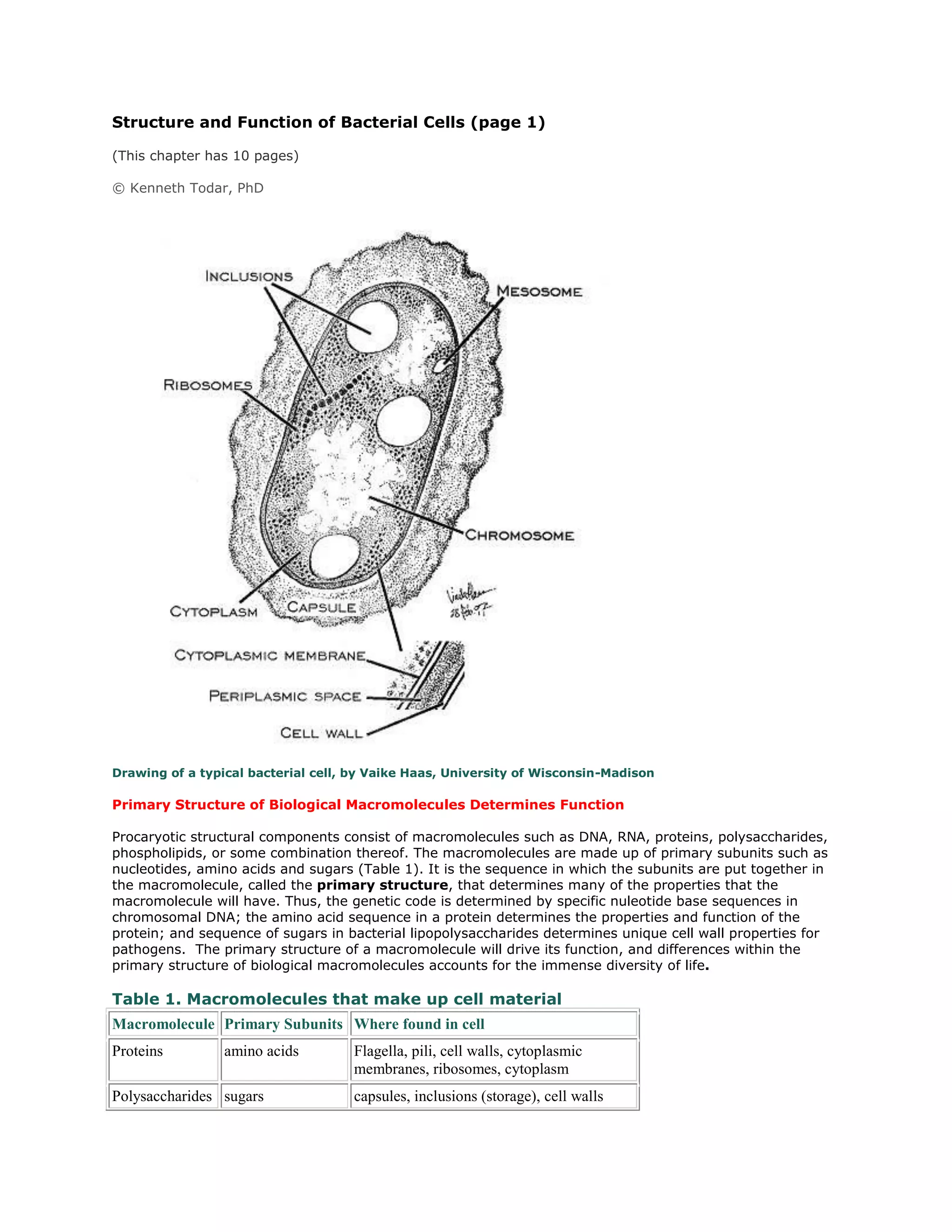 Structure and Function of Bacterial Cells (page 1)
(This chapter has 10 pages)
© Kenneth Todar, PhD
Drawing of a typical bacterial cell, by Vaike Haas, University of Wisconsin-Madison
Primary Structure of Biological Macromolecules Determines Function
Procaryotic structural components consist of macromolecules such as DNA, RNA, proteins, polysaccharides,
phospholipids, or some combination thereof. The macromolecules are made up of primary subunits such as
nucleotides, amino acids and sugars (Table 1). It is the sequence in which the subunits are put together in
the macromolecule, called the primary structure, that determines many of the properties that the
macromolecule will have. Thus, the genetic code is determined by specific nuleotide base sequences in
chromosomal DNA; the amino acid sequence in a protein determines the properties and function of the
protein; and sequence of sugars in bacterial lipopolysaccharides determines unique cell wall properties for
pathogens. The primary structure of a macromolecule will drive its function, and differences within the
primary structure of biological macromolecules accounts for the immense diversity of life.
Table 1. Macromolecules that make up cell material
Macromolecule Primary Subunits Where found in cell
Proteins amino acids Flagella, pili, cell walls, cytoplasmic
membranes, ribosomes, cytoplasm
Polysaccharides sugars capsules, inclusions (storage), cell walls
 