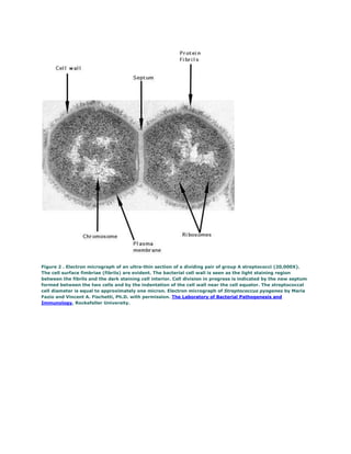 Figure 2 . Electron micrograph of an ultra-thin section of a dividing pair of group A streptococci (20,000X).
The cell surface fimbriae (fibrils) are evident. The bacterial cell wall is seen as the light staining region
between the fibrils and the dark staining cell interior. Cell division in progress is indicated by the new septum
formed between the two cells and by the indentation of the cell wall near the cell equator. The streptococcal
cell diameter is equal to approximately one micron. Electron micrograph of Streptococcus pyogenes by Maria
Fazio and Vincent A. Fischetti, Ph.D. with permission. The Laboratory of Bacterial Pathogenesis and
Immunology, Rockefeller University.
 