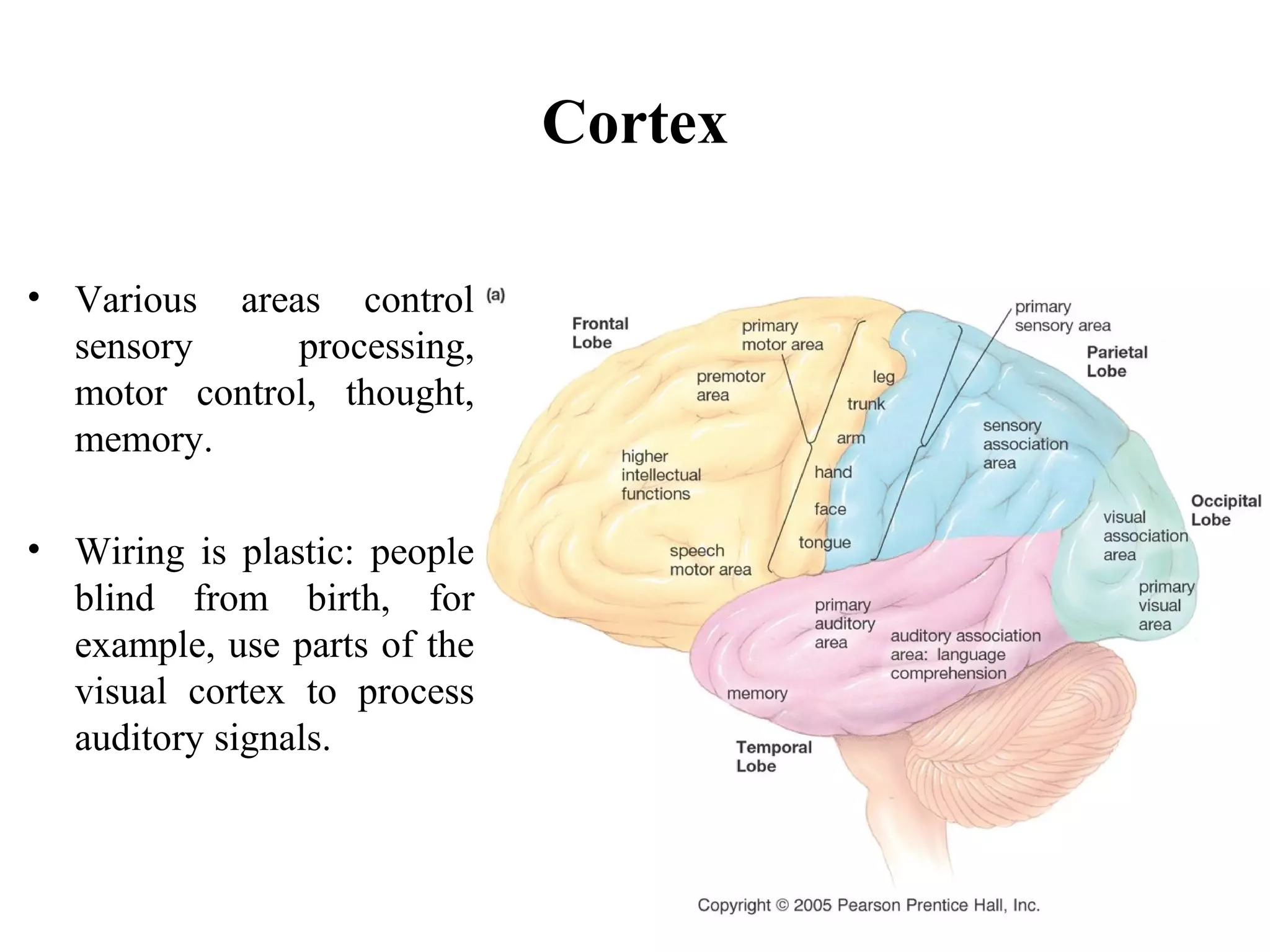 Structure and function of brain | PPT, image size:2048x1536