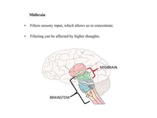 Structure and function of brain | PPT