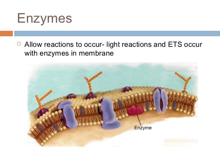 Structure and function of cell membrane